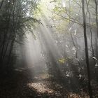 "Verwunschen" Frühherbst im Pfälzer Wald