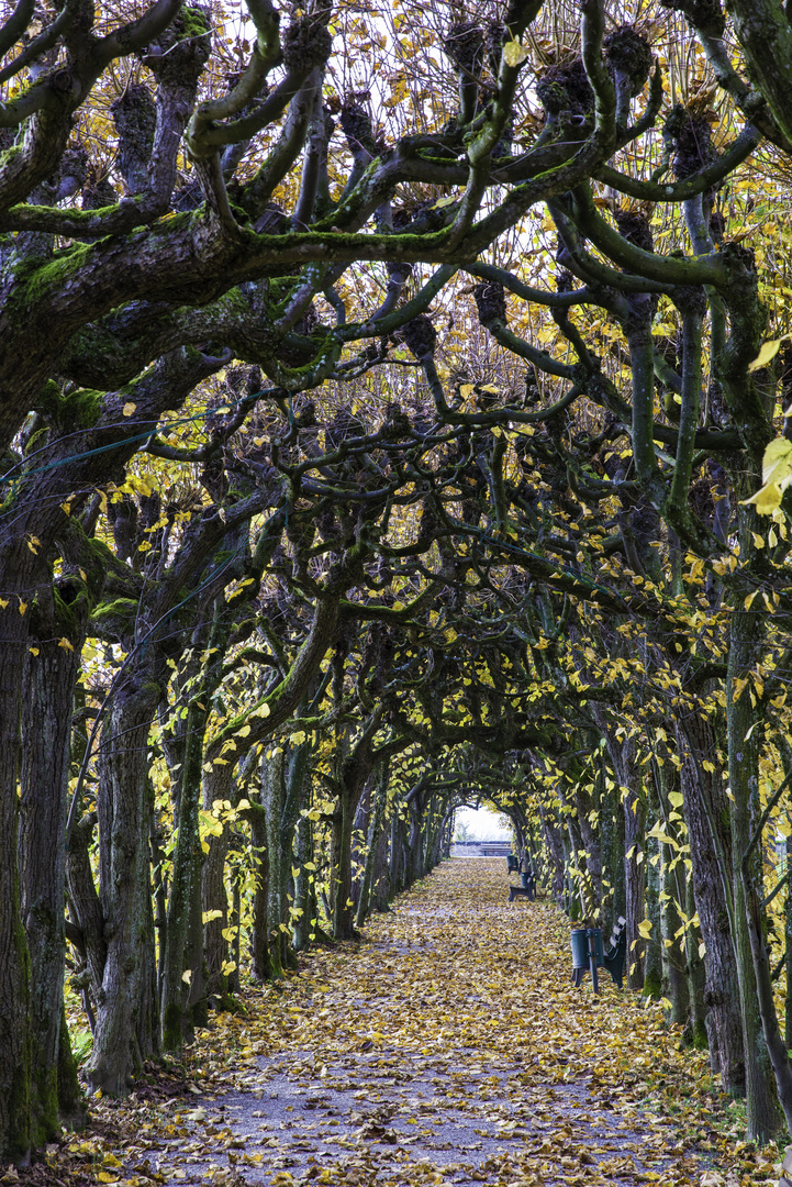 Verwunschene Allee