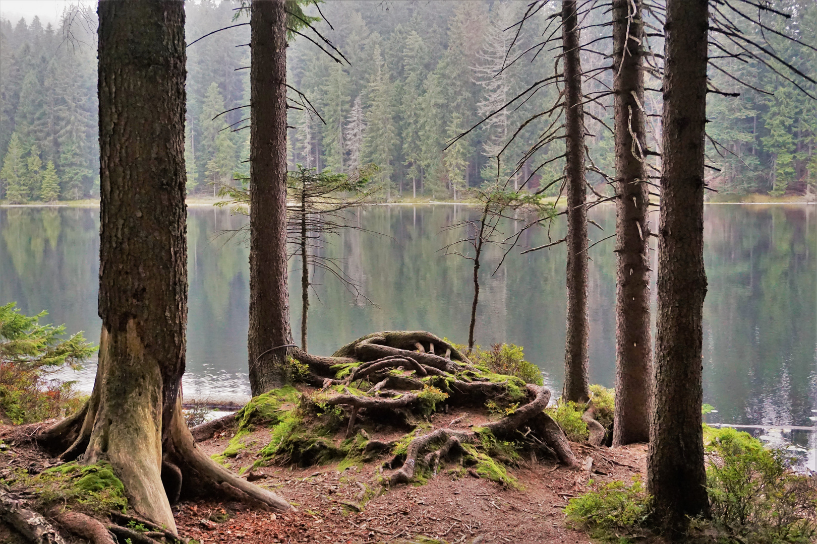 Verwunschene Ansicht am Großen Arber See