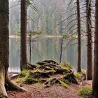 Verwunschene Ansicht am Großen Arber See