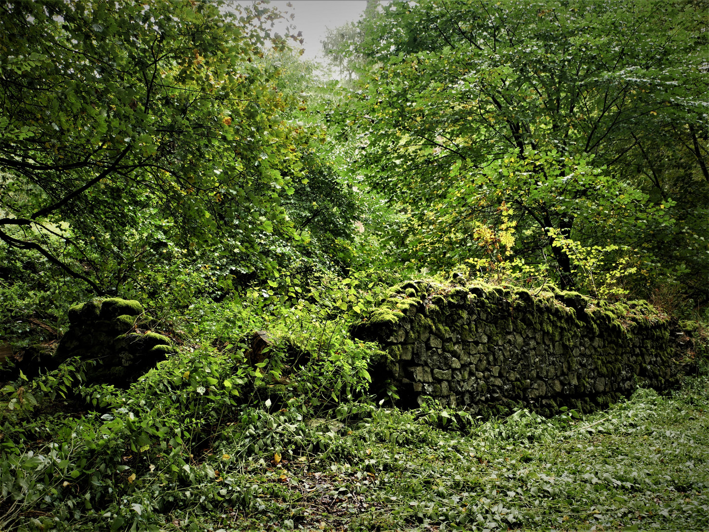 verwunschene Mauerreste der Burg auf dem Aremberg 