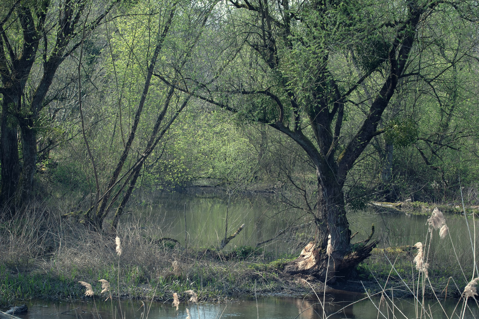 verwunschener Auwald