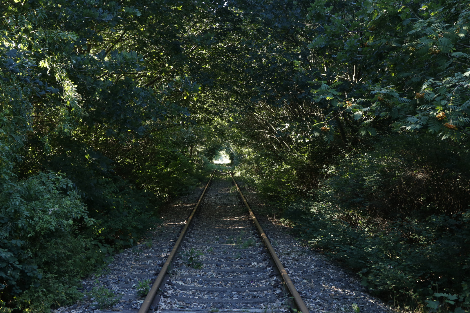 Verwunschener Bahndamm