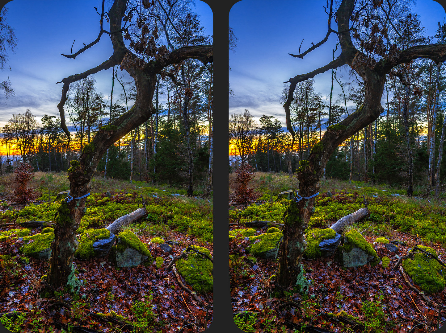 Verwunschener Baum