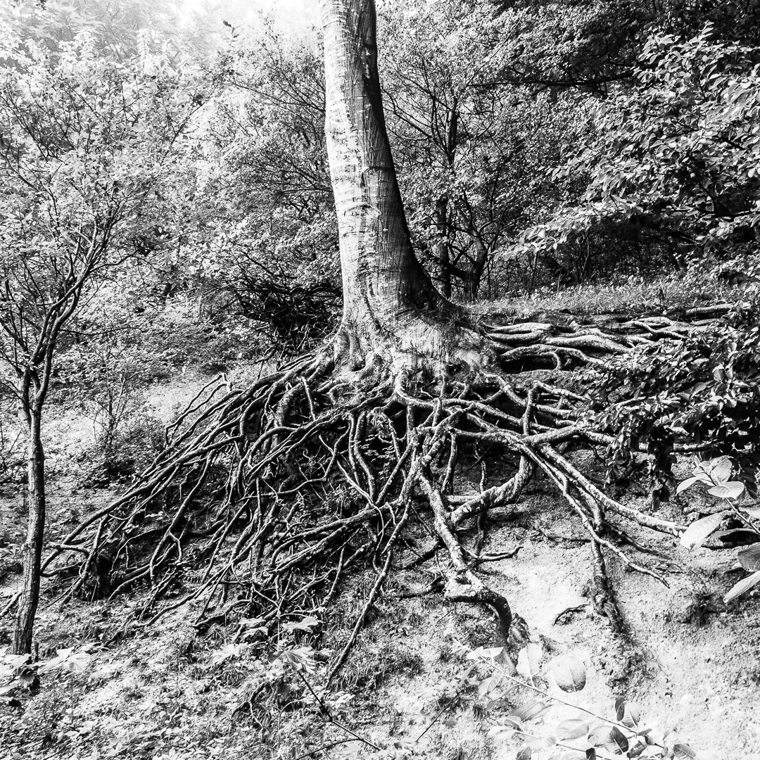 Verwunschener Baum