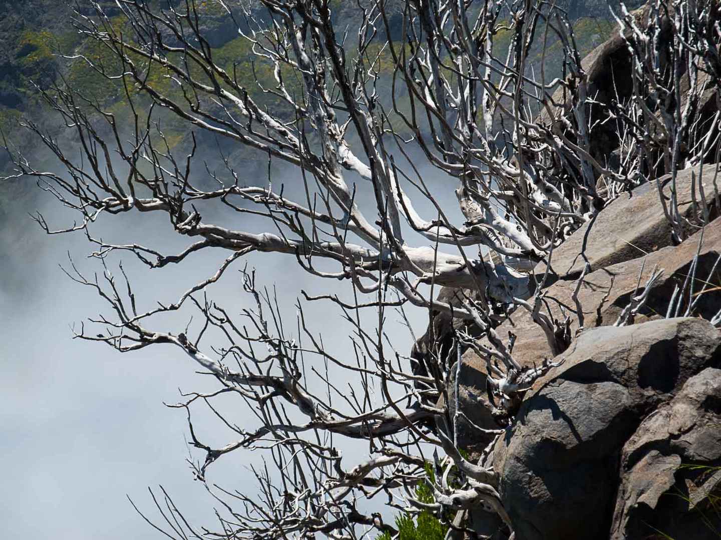 Verwunschener Baum vor Wolken,  Madeira 