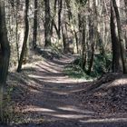 Verwunschener Bergwerkswald