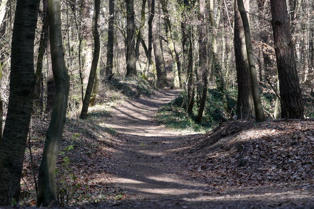 Verwunschener Bergwerkswald