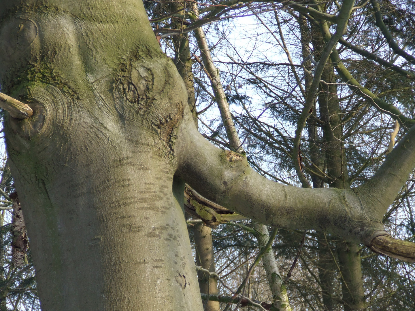 verwunschener Elefant