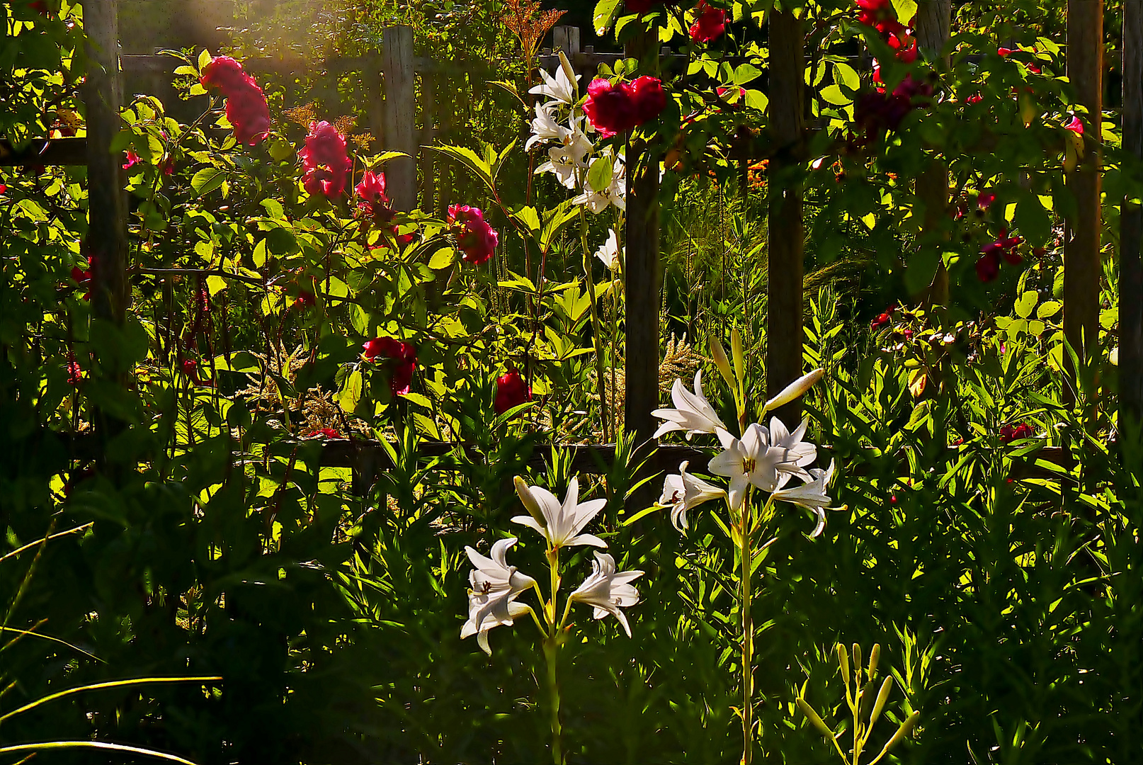 Verwunschener Garten Foto Bild Sommer Natur Blumen Bilder