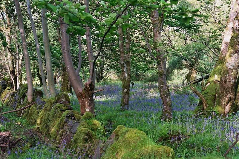 Verwunschener Garten Foto &amp; Bild europe, united kingdom