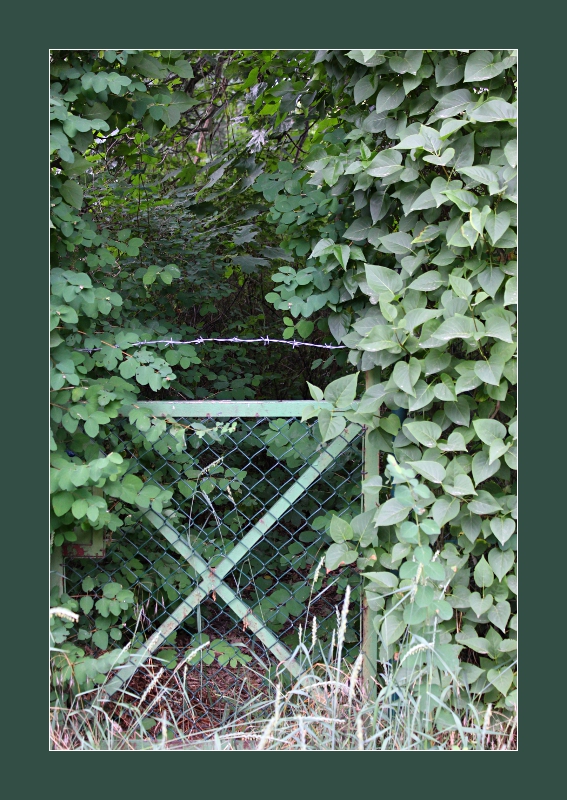 Verwunschener Garten Foto Bild Landschaft Lebensraume Natur