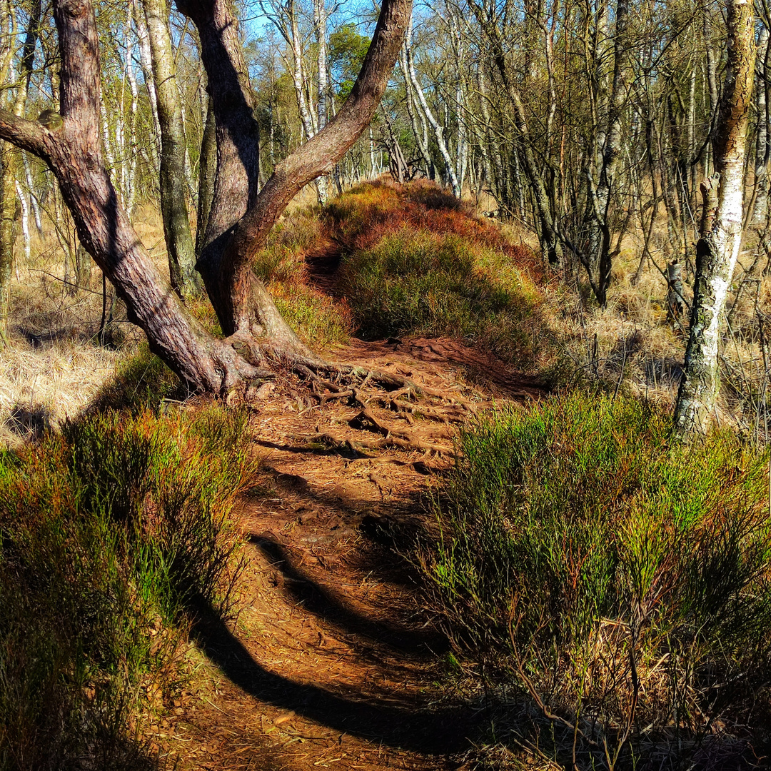 Verwunschener Platz im Wald. 