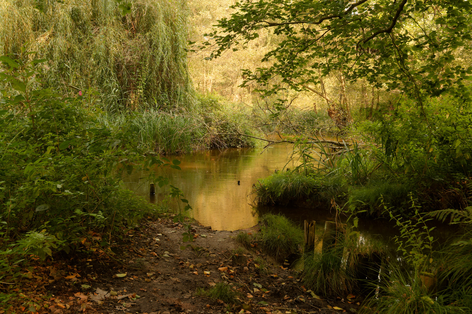 Verwunschener See