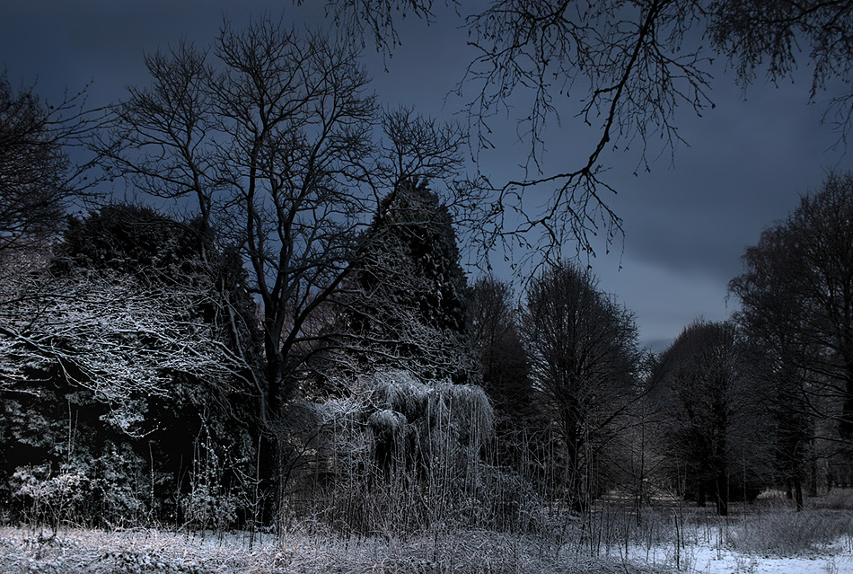 Verwunschener Wald