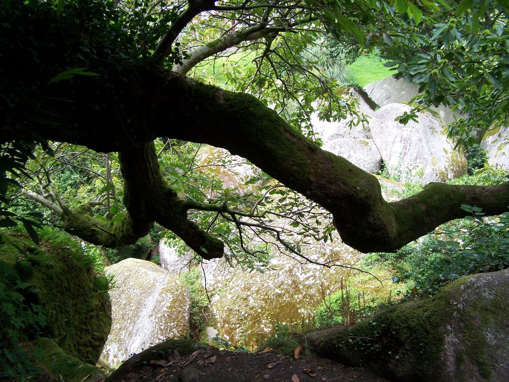 Verwunschener Wald