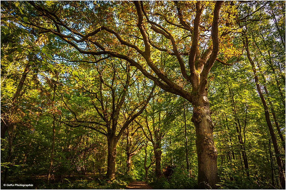 verwunschener Wald