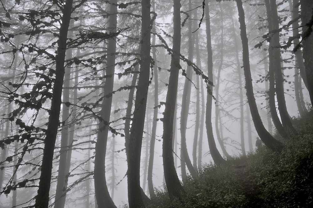 Verwunschener Wald von Julien Vallé