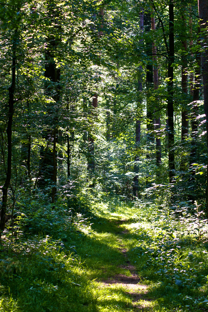 Verwunschener Wald