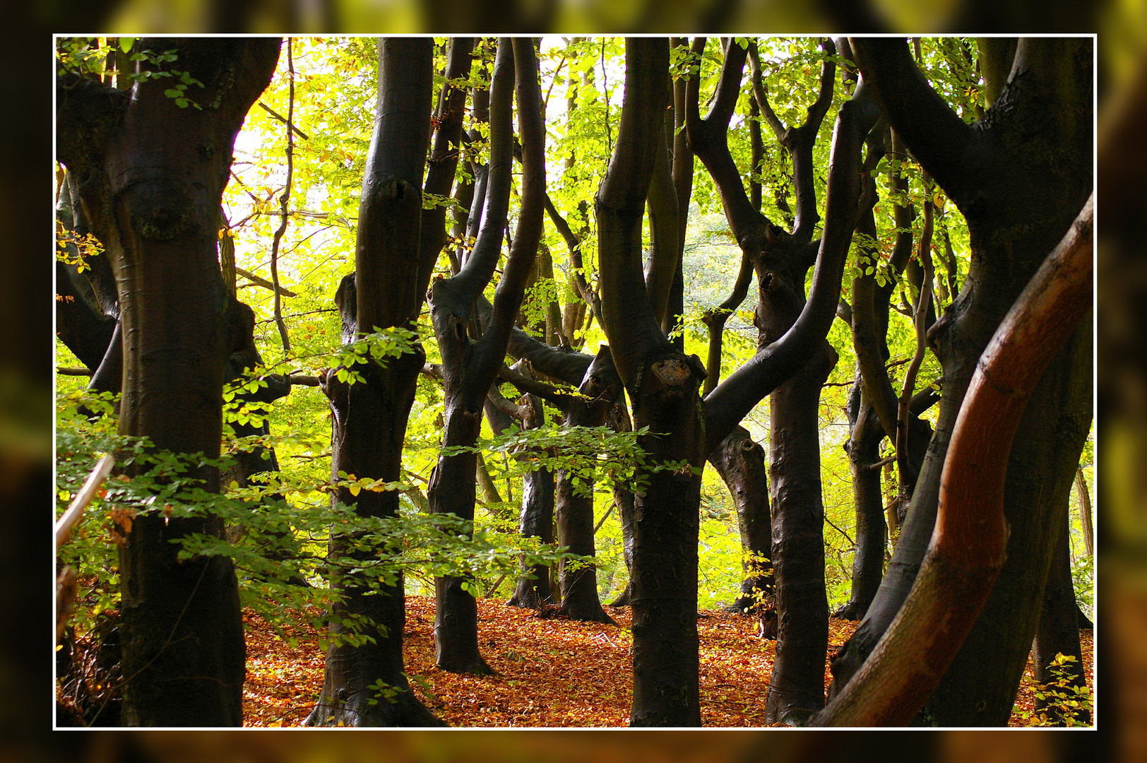 Verwunschener Wald