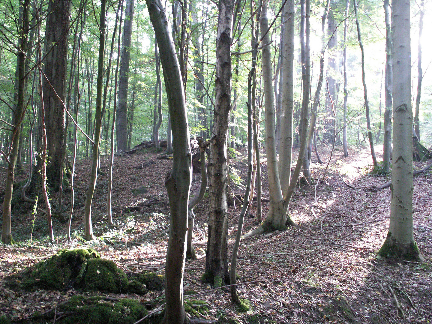 Verwunschener Wald?