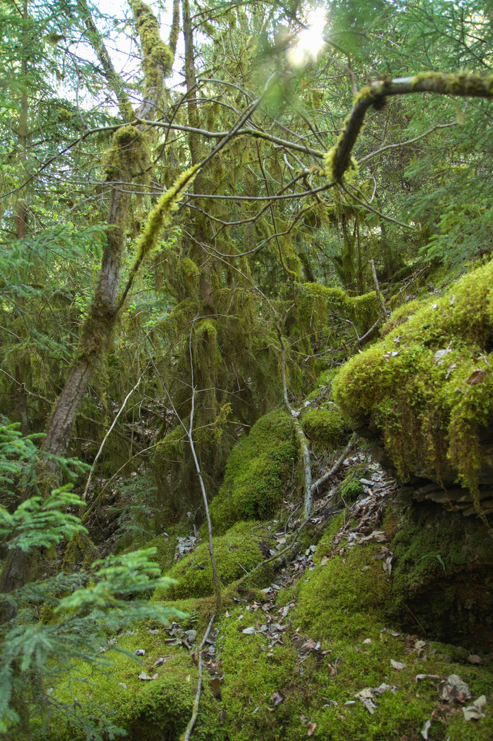 Verwunschener Wald