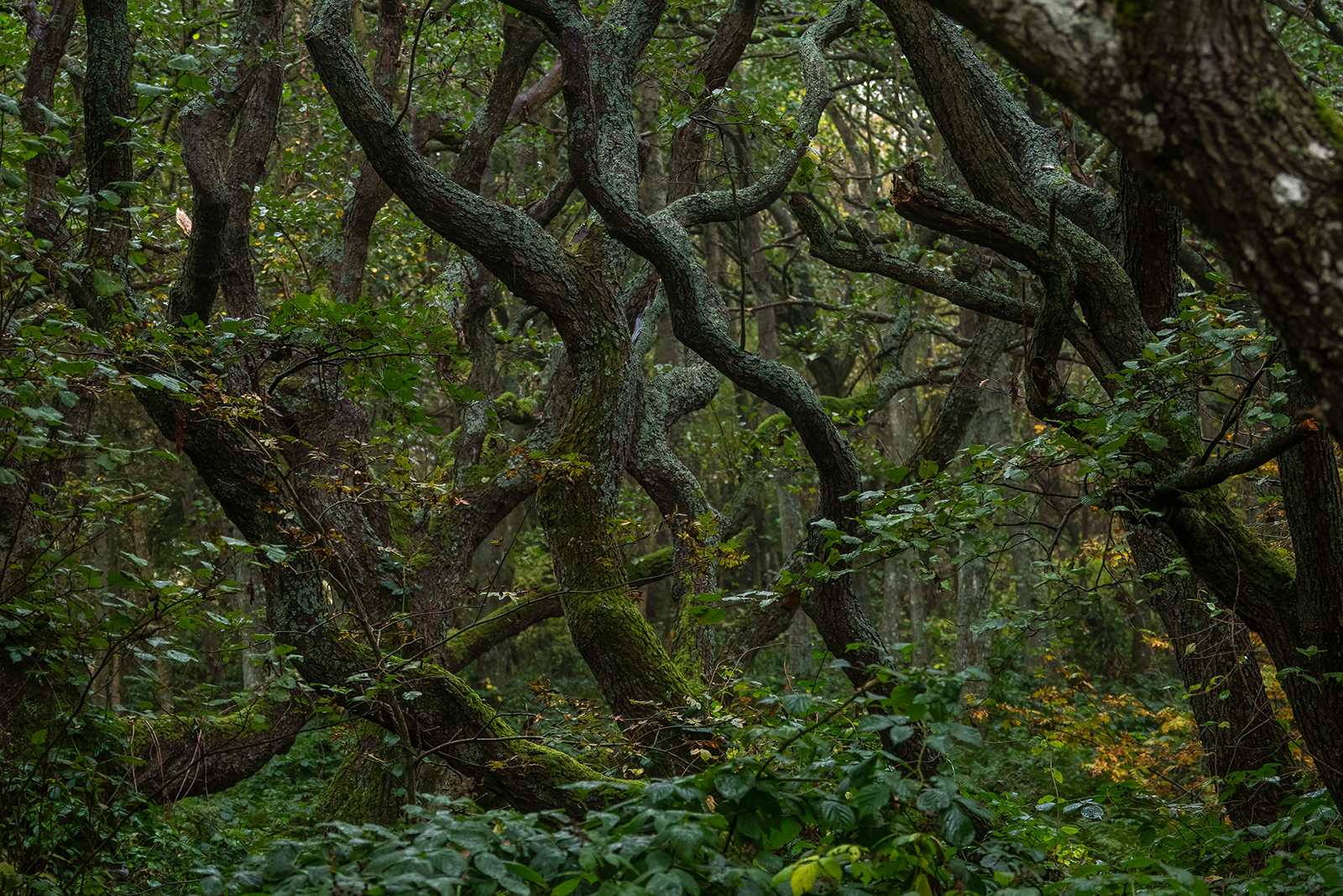 Verwunschener Wald