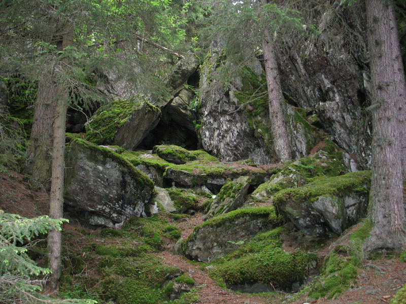 Verwunschener Wald