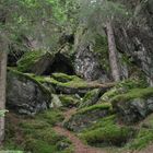 Verwunschener Wald