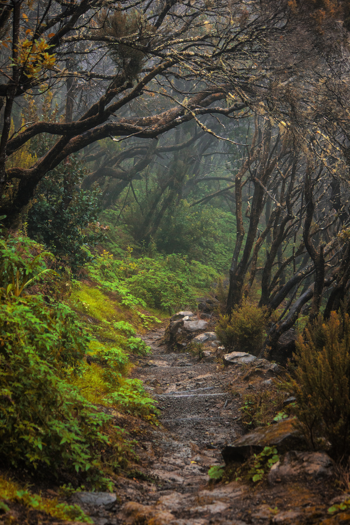 Verwunschener Wald auf Gomera