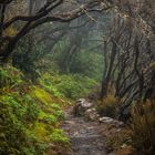 Verwunschener Wald auf Gomera