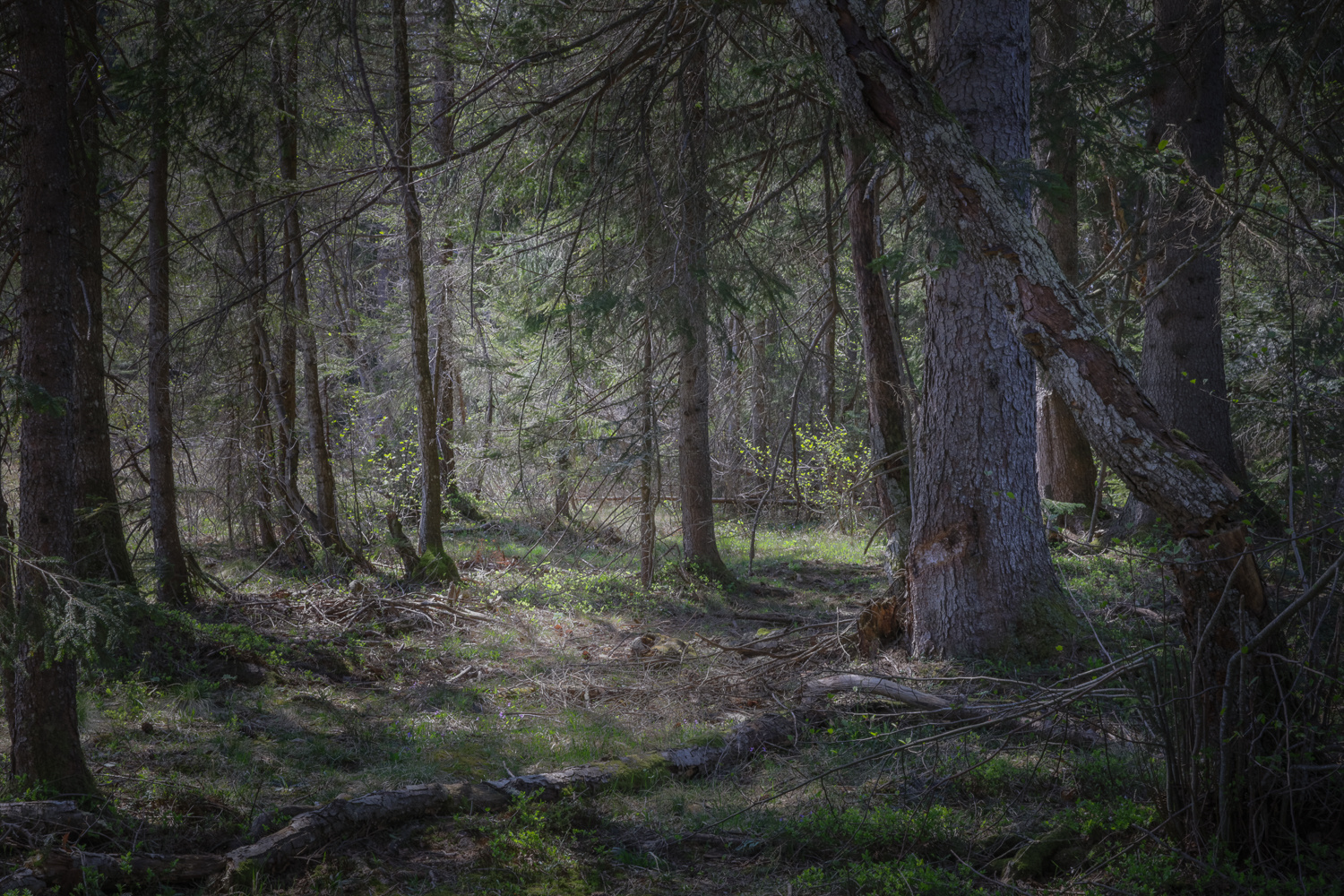 Verwunschener Wald