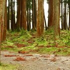 verwunschener Wald