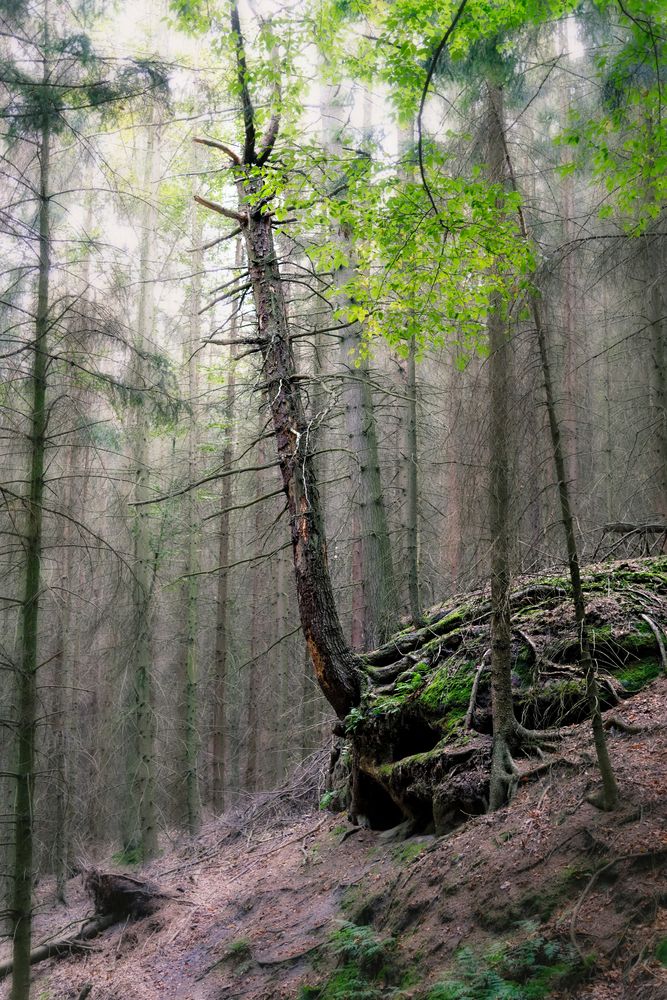 verwunschener Wald im Elbsandsteingebirge