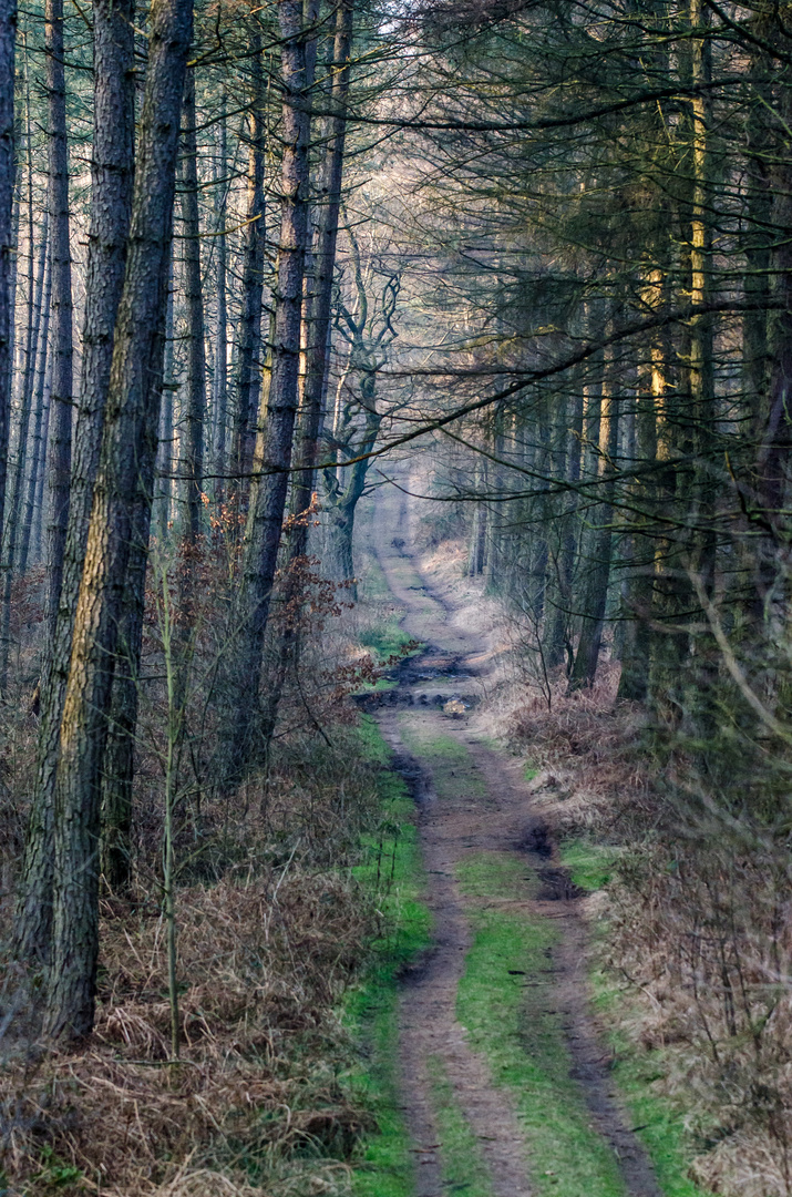 Verwunschener Waldpfad im Abendlicht