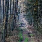 Verwunschener Waldpfad im Abendlicht