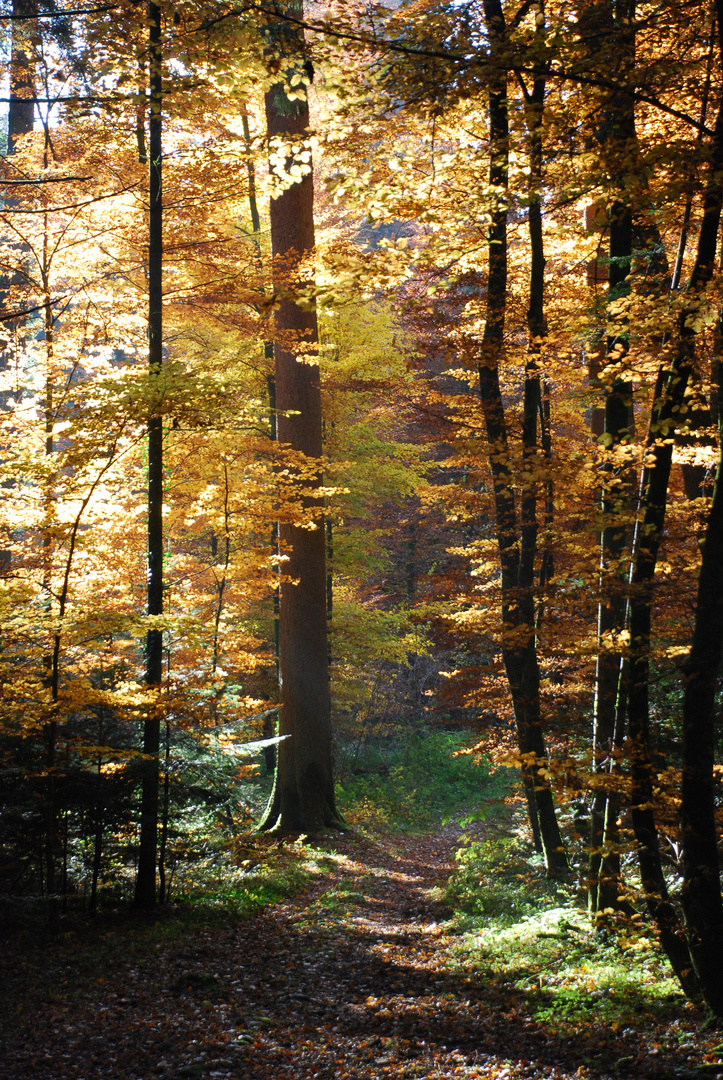 Verwunschener Waldweg im Herbst