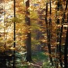 Verwunschener Waldweg im Herbst