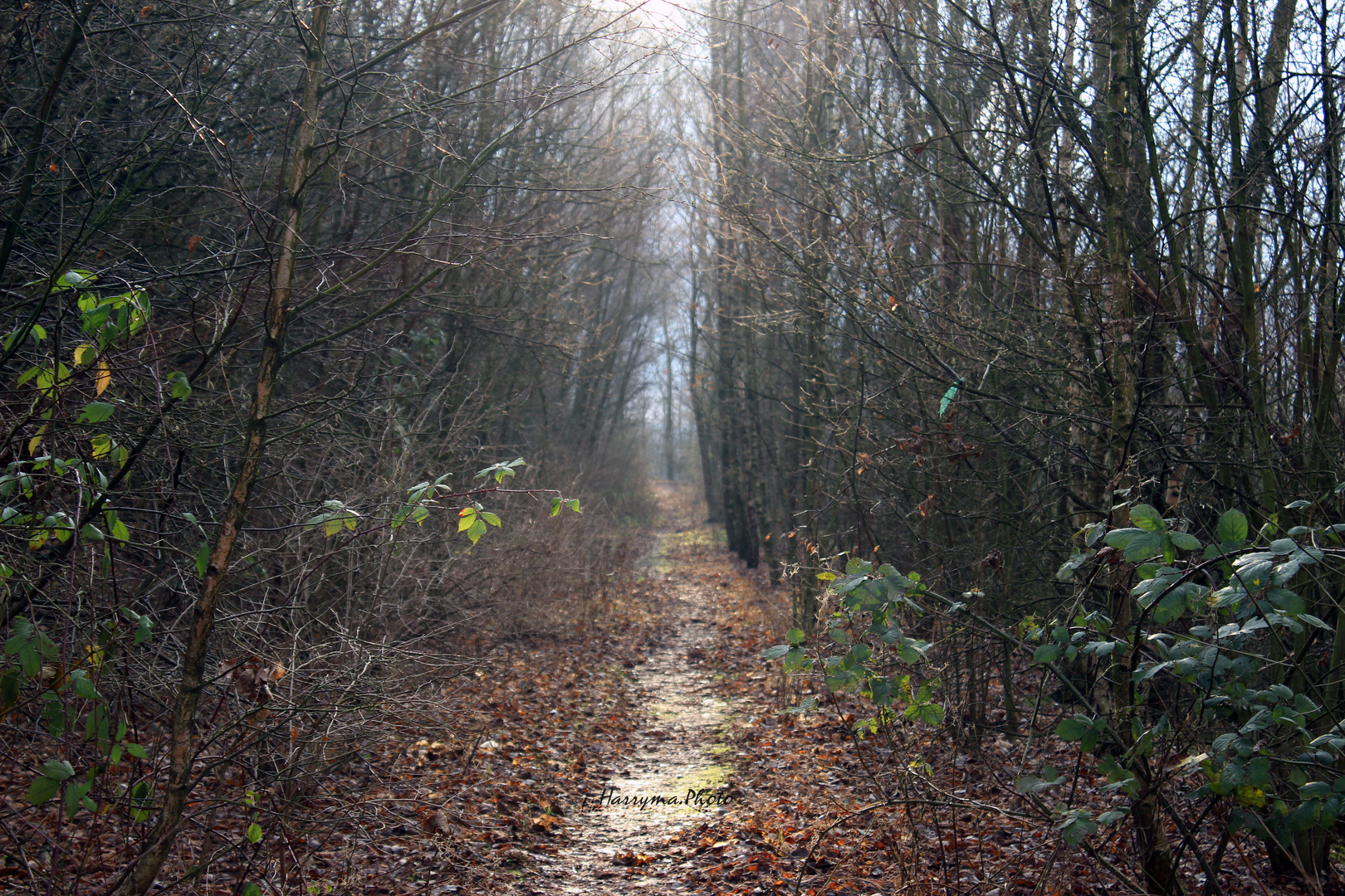 Verwunschener Weg