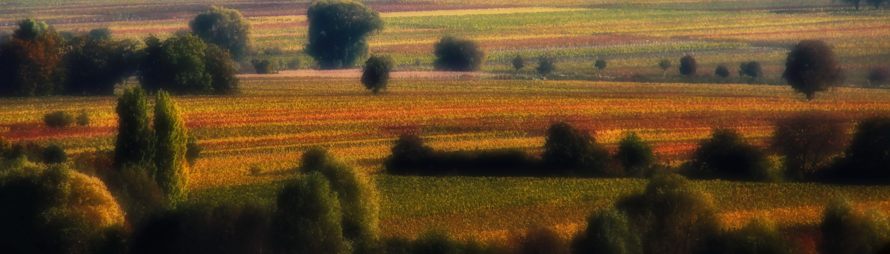 Verwunschener Wein