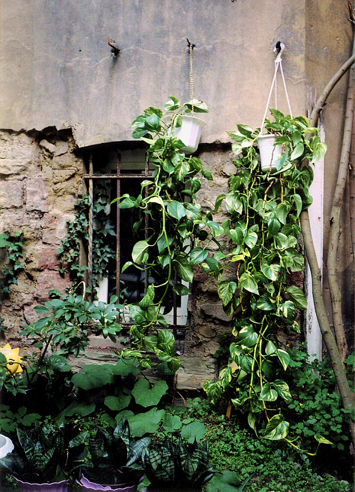 Verwunschenes Fenster