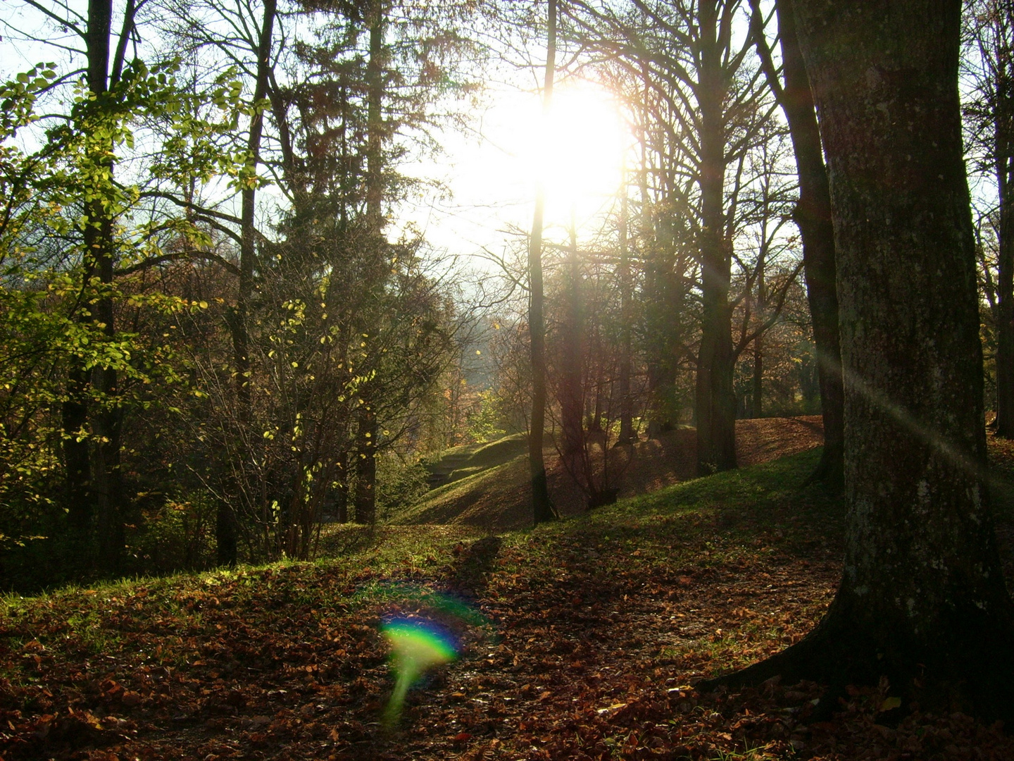 Verwunschner Wald