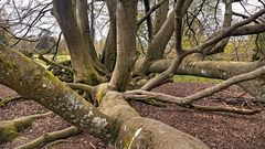  Verwurschtelte SCHLANGENWURZEL-BUCHE  (2)