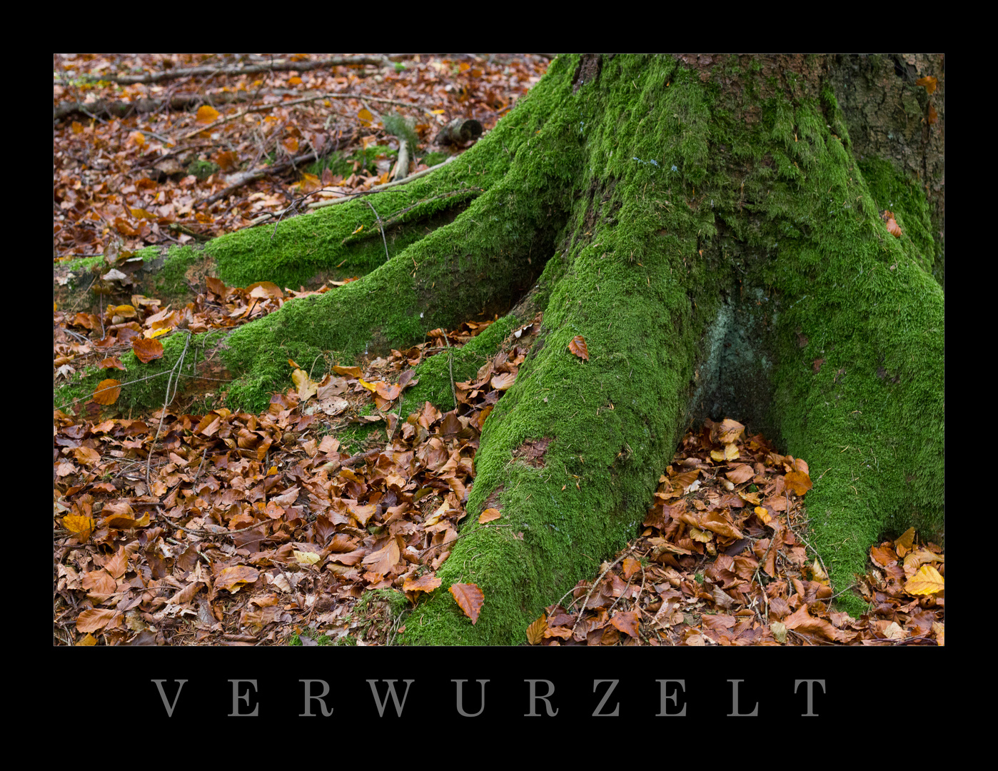 verwurzelt