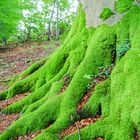 Verwurzelt im Sauerland