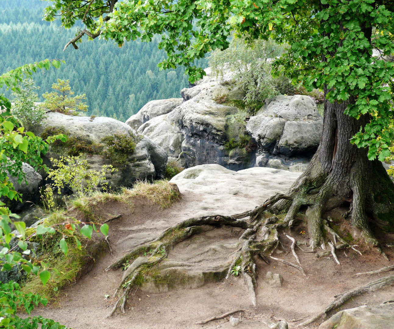 verwurzelt mit der Sächsischen Schweiz