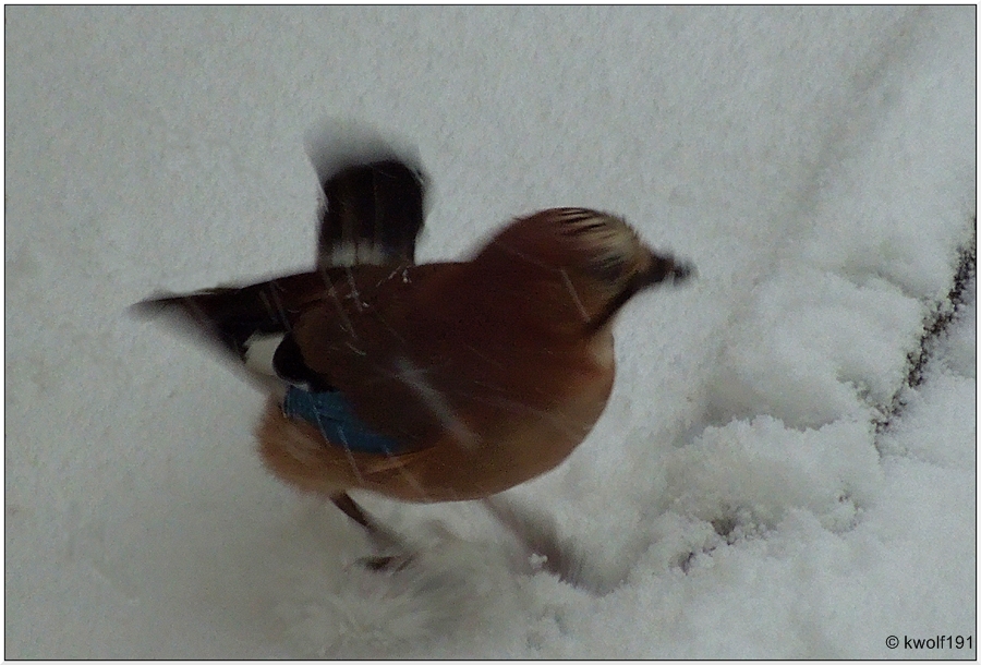 Verwuscht im Schneegestöber !