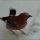 Verwuscht im Schneegestöber !