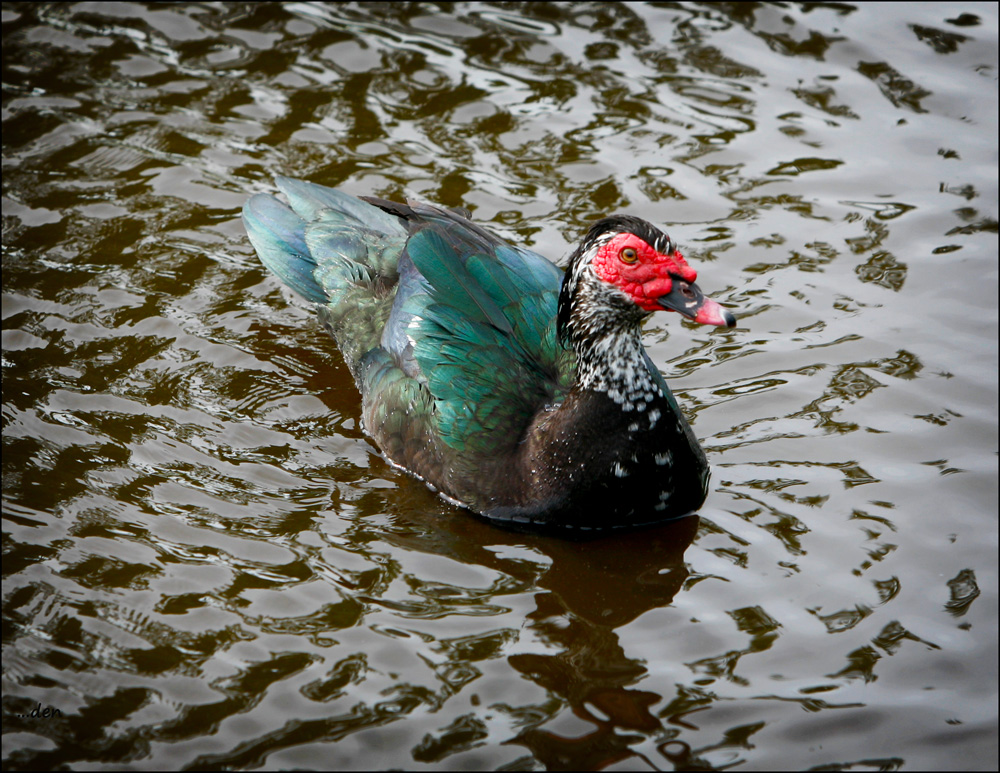 Very colorful Duck......