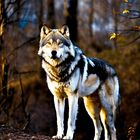 Very large silver wolf with amber eyes. Almost hum